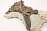 Fossil Mosasaur (Platecarpus) Parietal Bone - Kansas #197622-2
